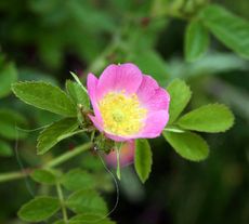 Heckenrose-rosa-2.jpg